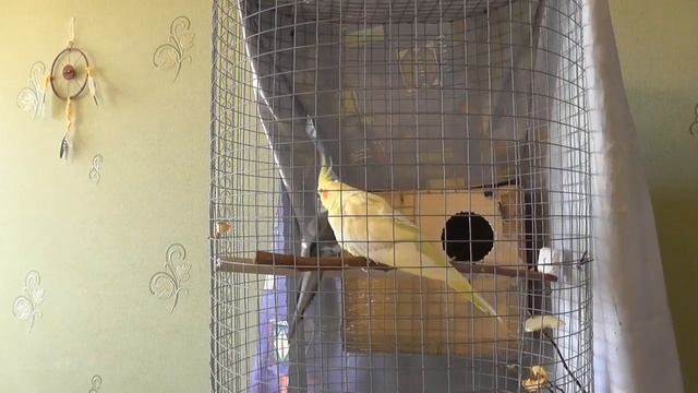 15 Разведение попугаев Две пары 28.04.17 Разведение смотреть онлайн