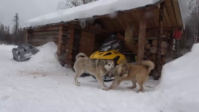 ЖИЗНЬ В ТАЕЖНОЙ ИЗБЕ. БЫТ, РЫБАЛКА И ОХОТА.