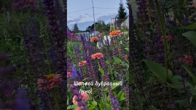 Цветочные миксы 🤍🧡💜💓 смотреть онлайн