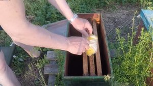 Работы на пасеке в июне перед акацией Отводки на пасеке