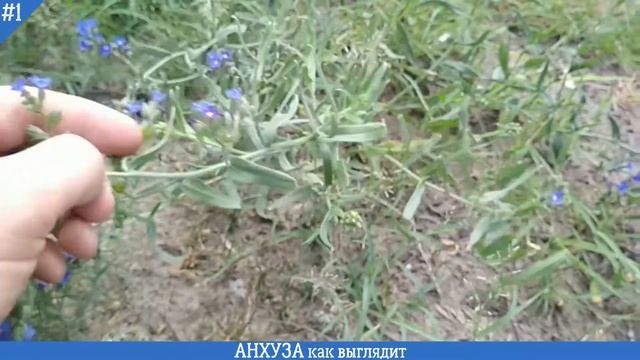 АНХУЗА как выглядит растение | ВОЛОВИК растение - анхуза итальянская смотреть онлайн