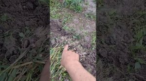 Уборка чеснока