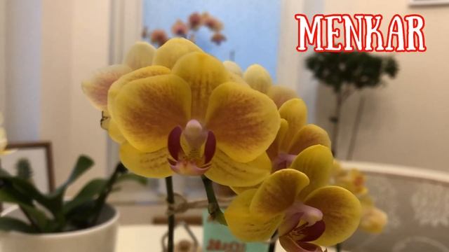 ОБЗОР НОВЫХ ОРХИДЕЙ: “Ferrara”,”Green pixie”, “Cancun” , “Menkar” Желтое направление смотреть онлайн
