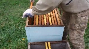 Как подготовить пчел к зиме (Руководство по сокращению гнезда)