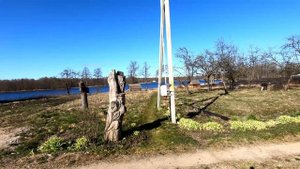 Аисты - обустройство гнезда. Интересные факты об аистах