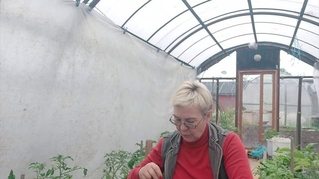 Не хитрая подвязка помидор.