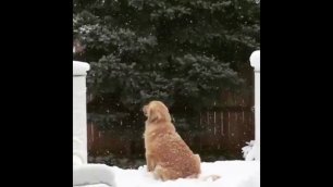 Собака ловит первый снег