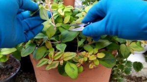 Черенкование. Декоративно - лиственные, алиссум, сцевола.