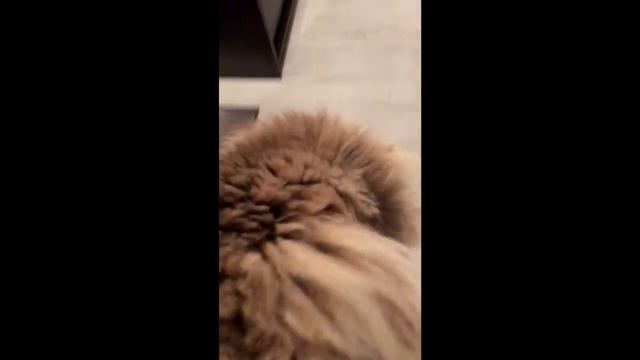 ШОК!Как правильно кормить кошку!!! смотреть онлайн