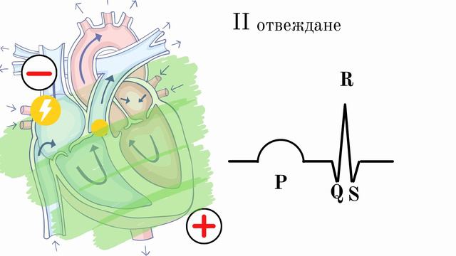 РАЗЧИТАНЕ НА ЕКГ I ОСНОВИ НА ЕКГ Част 3 I Кардиограма на сърцето