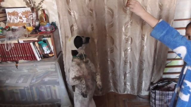 Маленькая собачка Соня смотреть онлайн