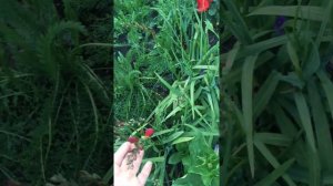 Когда зацветут фрезии? чем подкормить растения ?