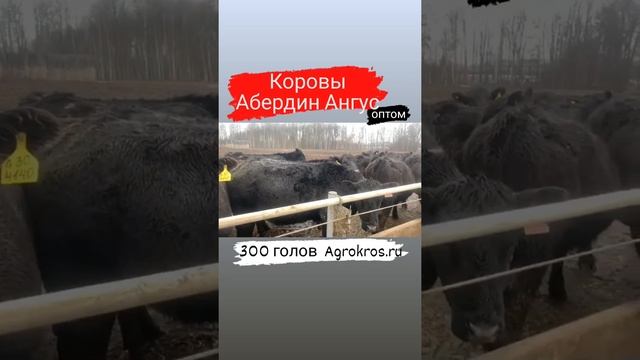 300 голов Коров Абердин Ангуской породы КРС #крс