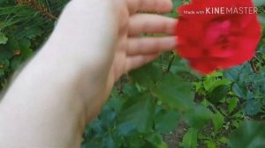 Баня на участке! Снова хлам - купили дом с участком