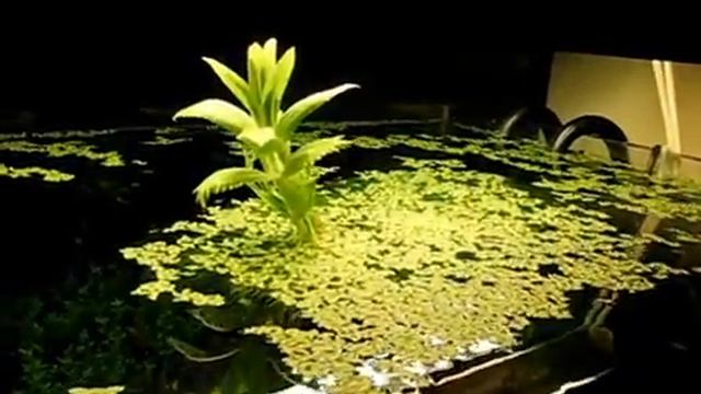 Амбулія смотреть онлайн