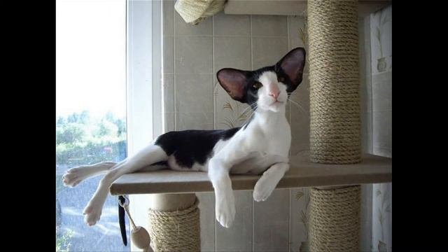 Сейшельская кошка