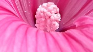 Циния и лаватера