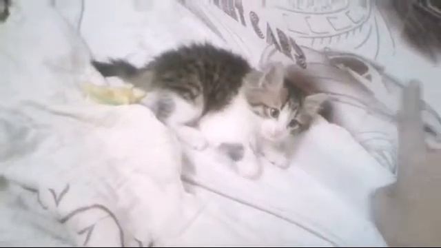 КАК УСПОКОИТЬ КОТА(НЕТ)ТУТОРИАЛ ДЛЯ ДАУНОВ смотреть онлайн