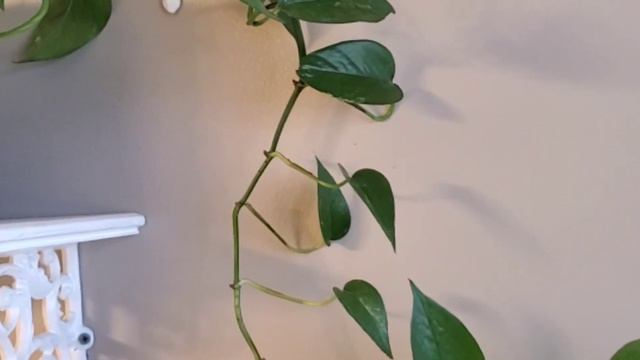 House Plant Bathroom Tour 2020 смотреть онлайн