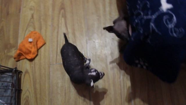 мини ксоло 1 месяц смотреть онлайн