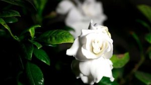 Time-Lapse of white gardenia flower opening in slow motion