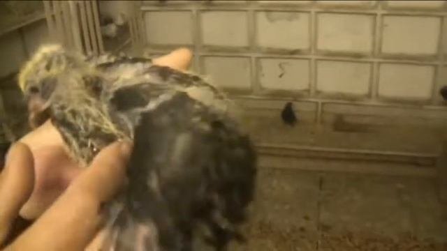 Свердловские высоколетные голуби! Екатеринбург июнь 2012 г. 2я часть.
