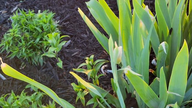 Mulch Time!!! ~Sunshine Garden~ смотреть онлайн