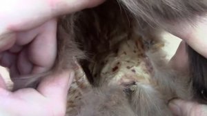 Продаю шкура куницы.