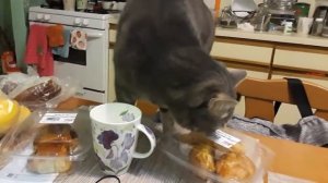 КОТЫ 2021-СМЕШНЫЕ КОТЫ-КОТ МУРЗИК ХУЛИГАНИТ И ЛАКАЕТ МОЛОКО ИЗ-КРУЖКИ-FUNNY CATS
