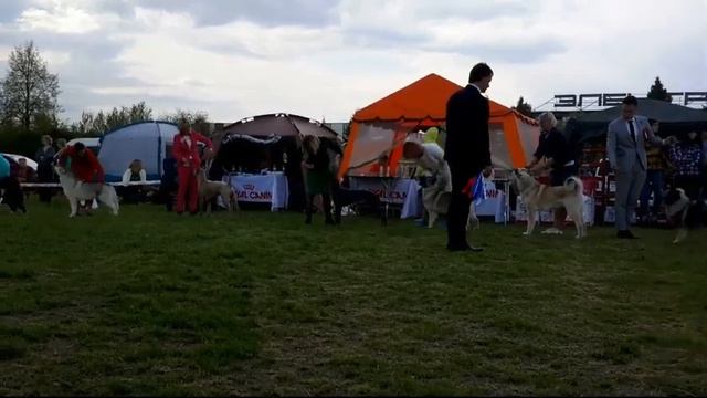 15.05.2021, Псков. Международная выставка "ПСКОВСКИЙ РУБЕЖ" (CACIB) смотреть онлайн