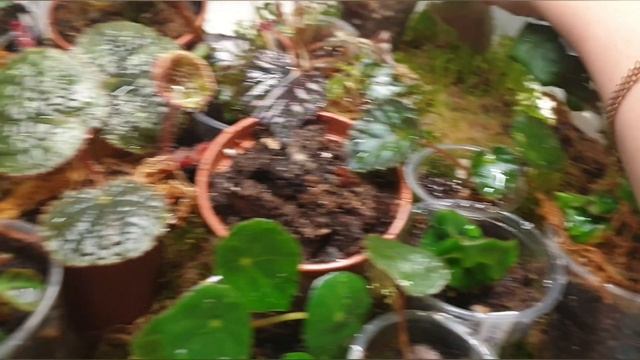 Обзор стеллажа с бегониями ? немного лирики смотреть онлайн