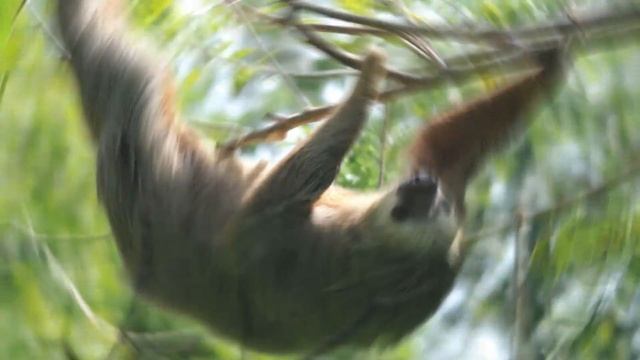 Top 6 Slowest Animals in The World | Animal World смотреть онлайн