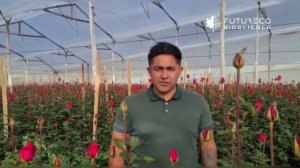 Eficacia de Bestcure contra Botrytis cinerea y Mildeo Polvoso en rosas  - Colombia