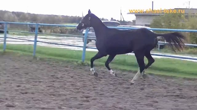 Daghesta Shael (Gaon Shael - Rursi Shael), akhal-teke mare, sale, ахалтекинская кобыла, продажа. смотреть онлайн