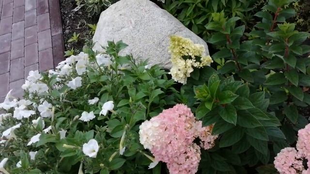 Гортензия Ванилла Фрайз у меня в саду! смотреть онлайн