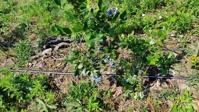Сбор урожая голубики сорта Дюк, наша плантация