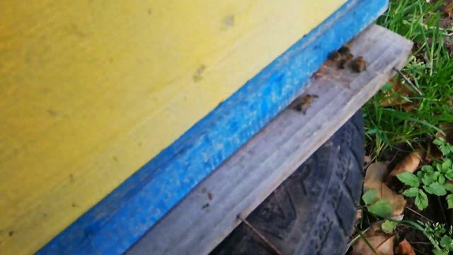 Осеменение маток в октябре. Это возможно? смотреть онлайн