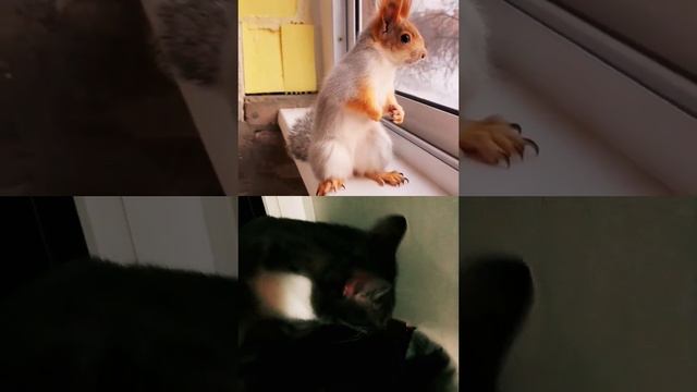 Дымок и Белкалюбящиесердцадомаврек