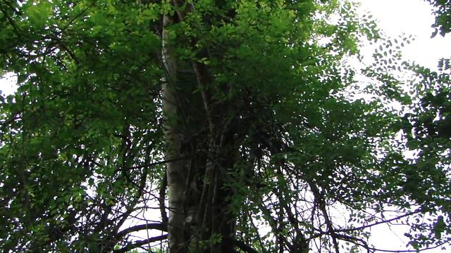 Medicinal Tree for Menstrual Disorders - Pankaj Oudhia's Ethnobotanical Surveys-1834 смотреть онлайн