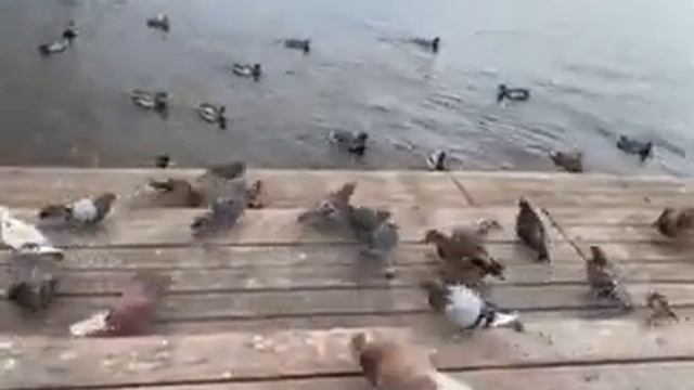 Птицы на набережной Енисея