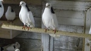 Голуби Игоря Рыбачка. Часть третья. Гусь Хрустальный.