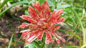 хризантема ТЁМНЫЕ РЕСНИЧКИ