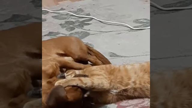 Опять Федька не умылся перед сном.. смотреть онлайн