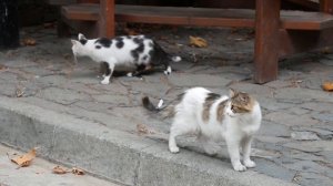 Возраст котов и кошек | Сколько лет по человеческому календарю?