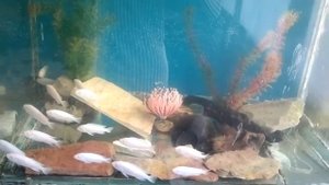 Цихлида "Снежный принц" Псевдотрофеус пиндани альбино (Pseudotropheus Pindani Albino Socolofa)