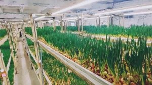 АГРОСТАНДАРТ