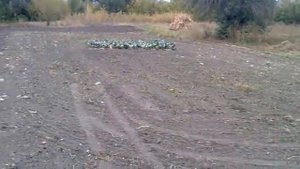 Дела огородные и мотоблок Нева МБ2
