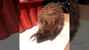 Что едят ежи