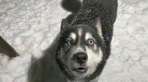 Хаски разговаривает