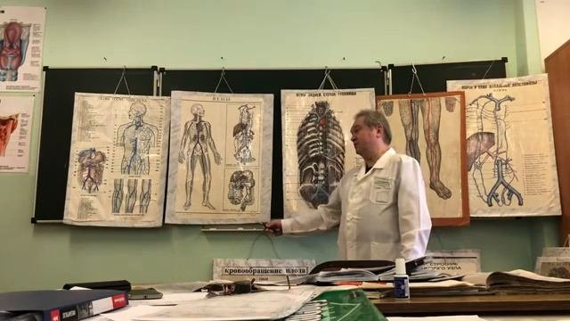 Венозная система (часть 3)
